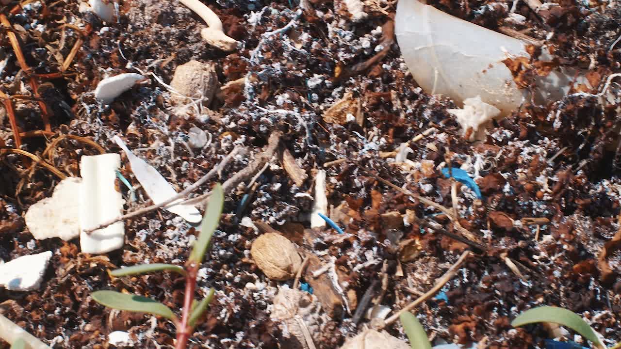 Plastic and microplastic in sargassum seaweed bloom, Close Up Detail Pan