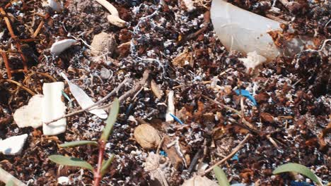 Plastic-and-microplastic-in-sargassum-seaweed-bloom,-Close-Up-Detail-Pan