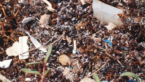 plástico y microplástico en la floración de algas sargassum, pan de detalle de cierre