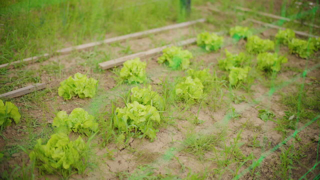 정원에서 자라는 러드