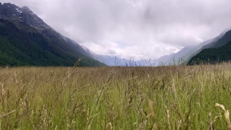 beautiful grass meadows of fiordland, new zealand -slowmo