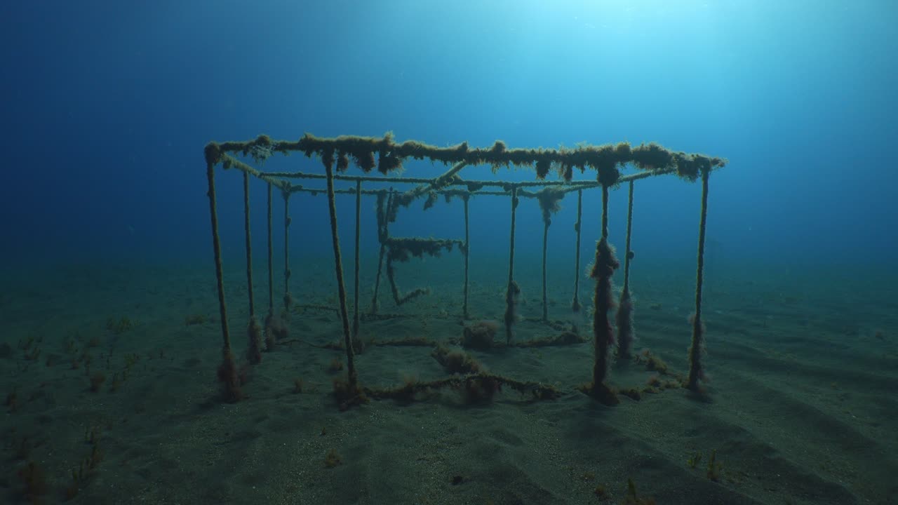 Forladt fiskebur på en sandet havbund med algevækst i et blåt vandmiljø.