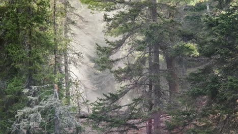 light beams through peaceful pine forest at dusk