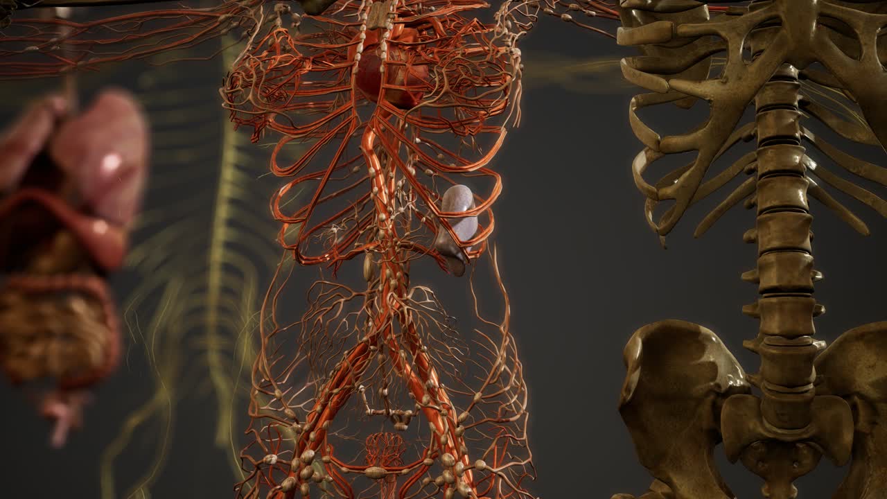 ilustración animada de la anatomía humana en 3d