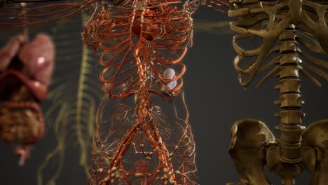 animated 3d human anatomy illustration