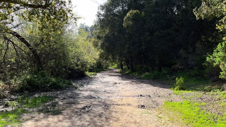 Polline che vola nell'aria sopra un sentiero nel bosco in primavera