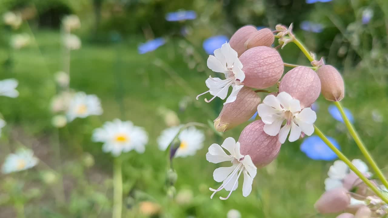 Sweet white pale pink flower Silene vulgaris blooming in meadow with colorful flowers in background, close up