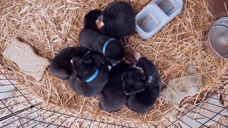 Cachorros-Border-Collie-Durmiendo-Uno-Encima-Del-Otro