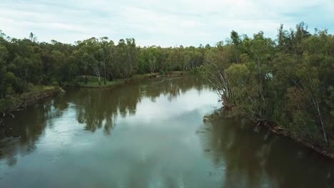 fotografía aérea en movimiento lento del río murray y el bosque de eucaliptos al norte de corowa, australia