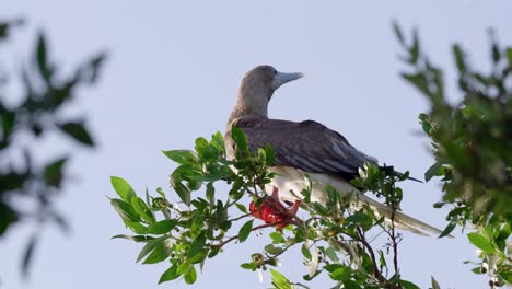 un booby adulto de patas rojas vuela fuera de un árbol en little cayman island en las islas caimán