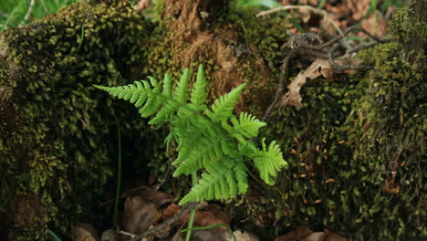 time lapse of a small green fern in a moss covered log, gently moving in a breeze in spring, uk