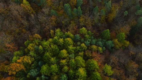 Mirando-Hacia-Abajo-En-El-Bosque-De-Impresionantes-Colores-Otoñales-En-Witomino,-Gdynia-Polonia,-Toma-Aérea-De-Drones