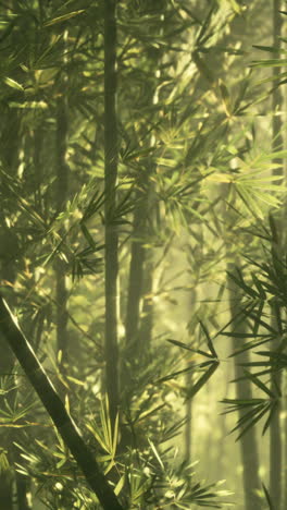 misty bamboo forest