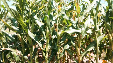 Beautiful-ears-of-green-corn-on-the-plantation,-panoramic-image