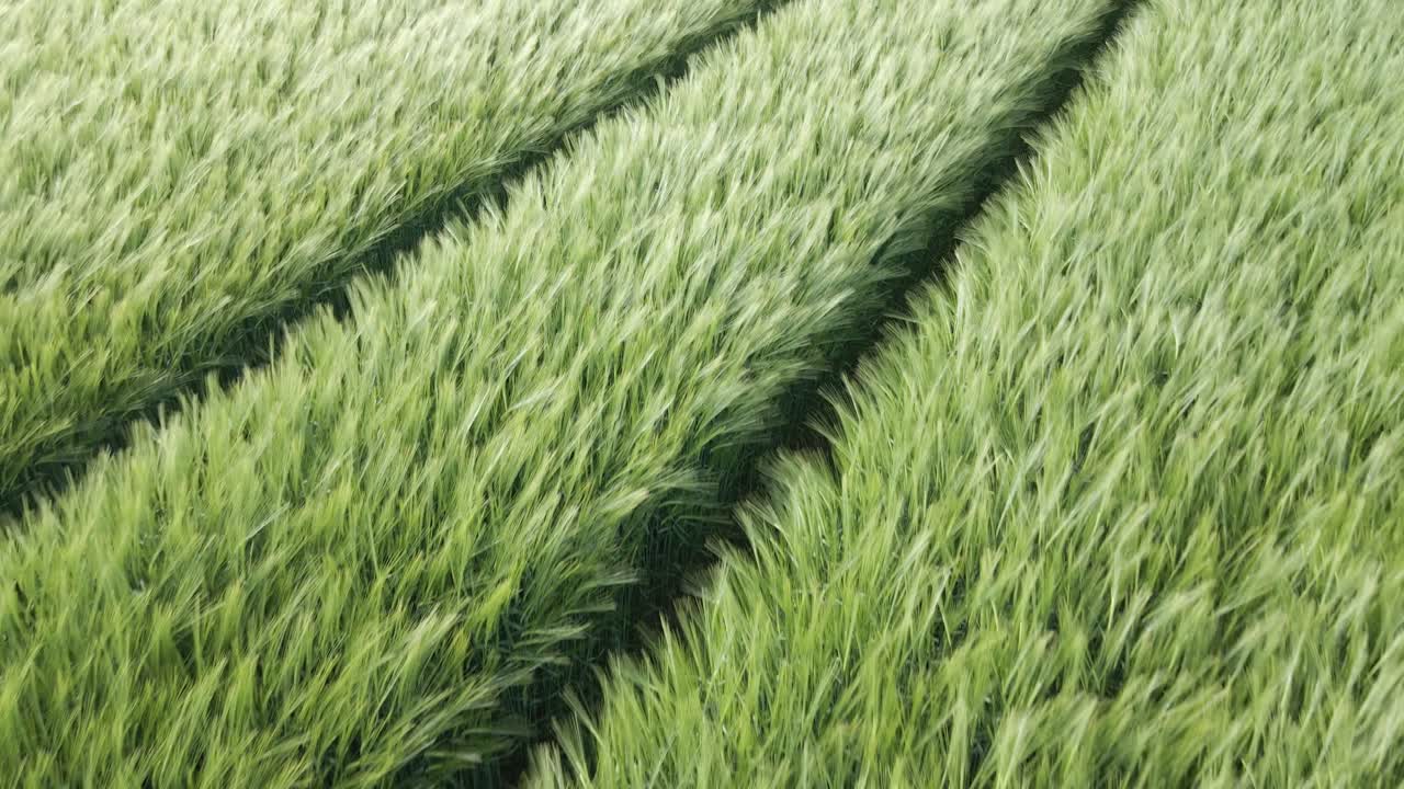 marcas de tractor en el campo de trigo con cultivos inmaduros en un día soleado y ventoso