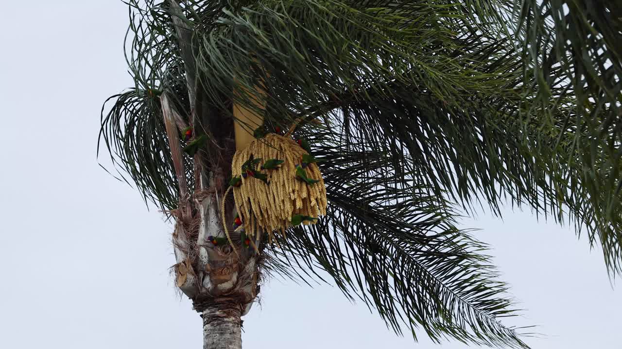 pájaro colorido bebiendo néctar de las flores de palma