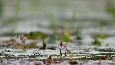 Polluelos-De-Jacana-De-Cola-De-Faisán-Alimentándose-En-Un-Día-Lluvioso-En-Hojas-Flotantes