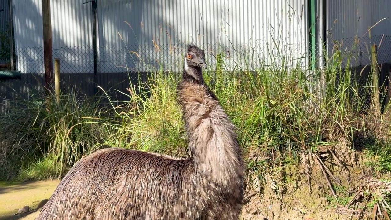 En australsk emu går fremover og snur hodet i en solfylt utendørs innhegning