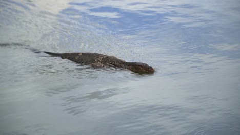 komodo waran, asian water monitor swimming in the lumpini park in bangkok thailand