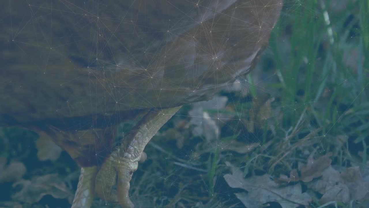 Animaatio verkostoyhteyksistä kanan päällä