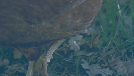 animación de la red de conexiones a través de hen