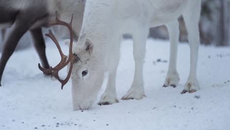 Slowmotion-of-a-reindeer-trying-to-find-food-from-the-frozen-ground-as-other-reindeer-is-walking-in-the-background