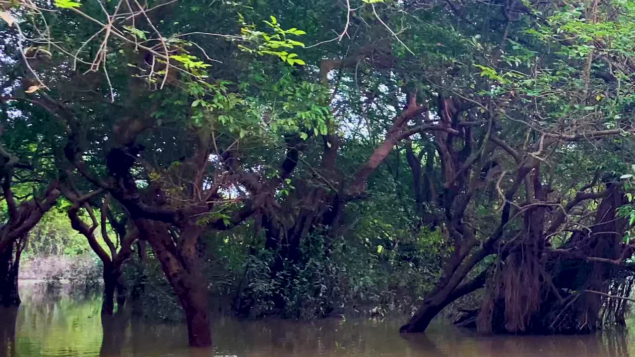 Pan shot of amazonian swamp forest during the day, handheld