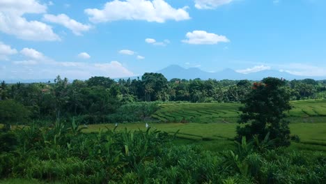 Establishing-drone-shot-of-mount-batur-in-the-horizon-with-green-rice-terraces-surrounding-the-landsape-in-Bali,Indonesia
