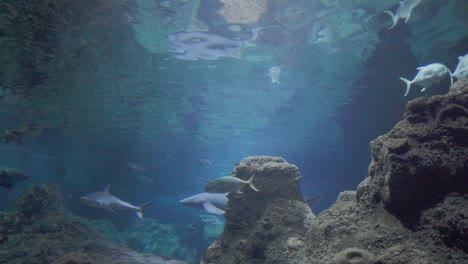 el acuario exhibe tiburones de punta negra en tanques de peces