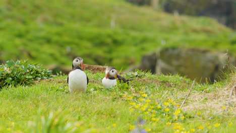 two cute little puffin birds sit in flowery grass, soft focus, slomo