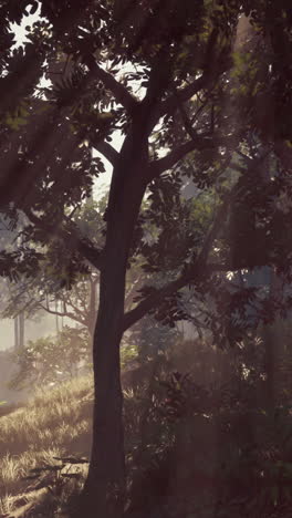 sun shines through trees in forest