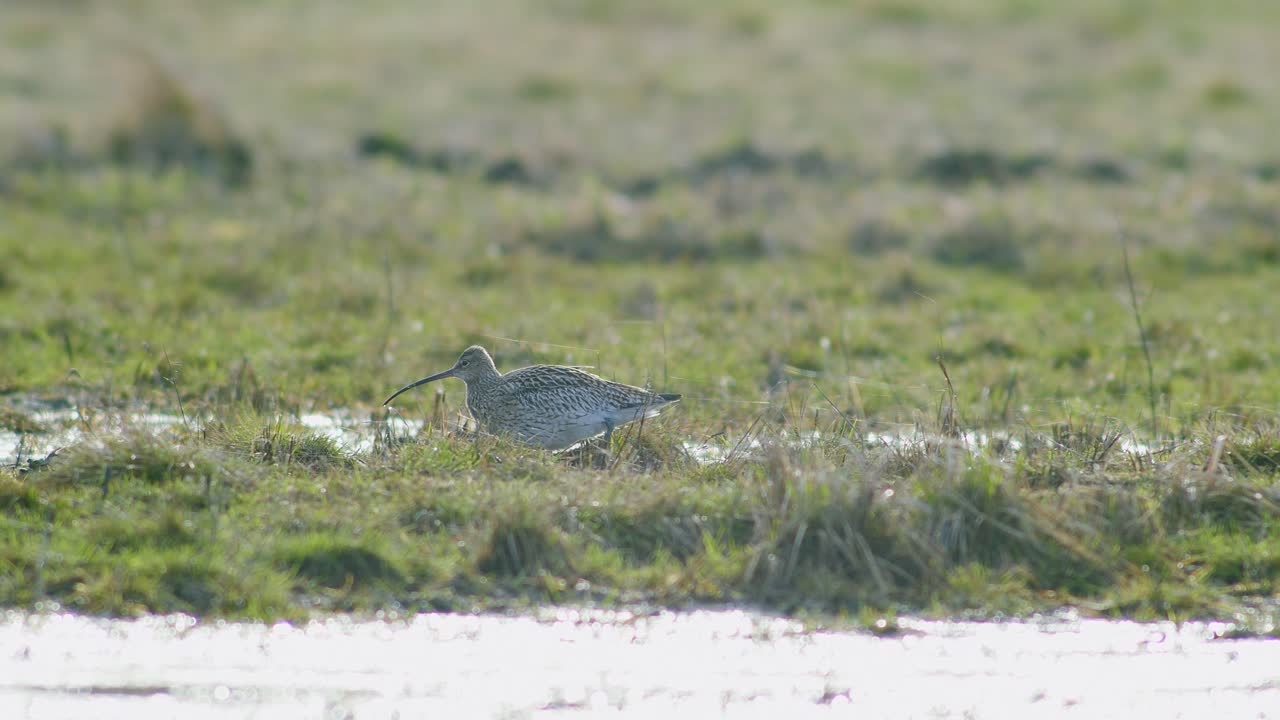이동 중 물 웅이 근처에 휴식을 취하는 몇 마리의 곱슬새