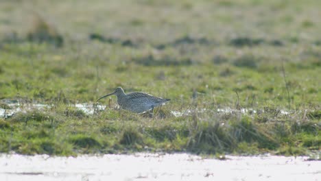 a few curlew birds resting near water puddle flooded wetland during migration