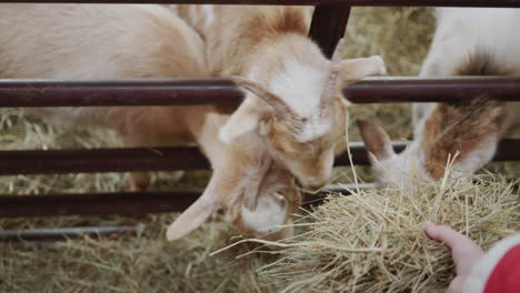 the farmer feeds the goats, gives them hay from his hand