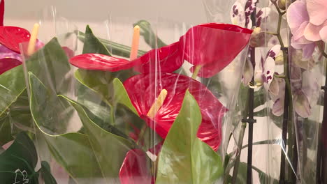 red anthurium and orchids