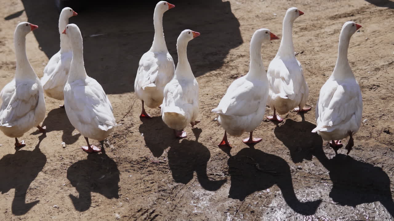 길 에 있는  거위 들 의 무리