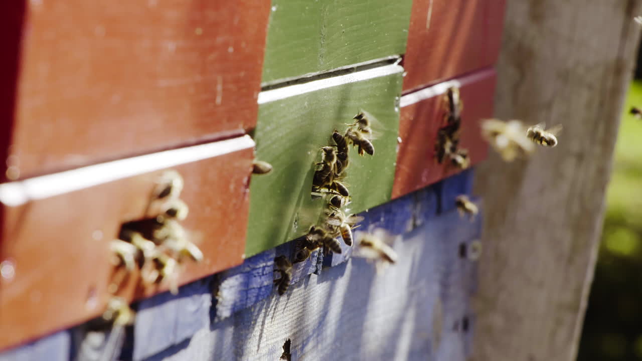 Bees Entering and Exiting Beehive