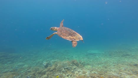 la tortuga de mar falcón nada con gracia sobre un vibrante arrecife de coral