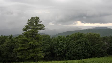 a static shot captures a coniferous tree standing tall amidst a forest, overlooking layers of misty hills