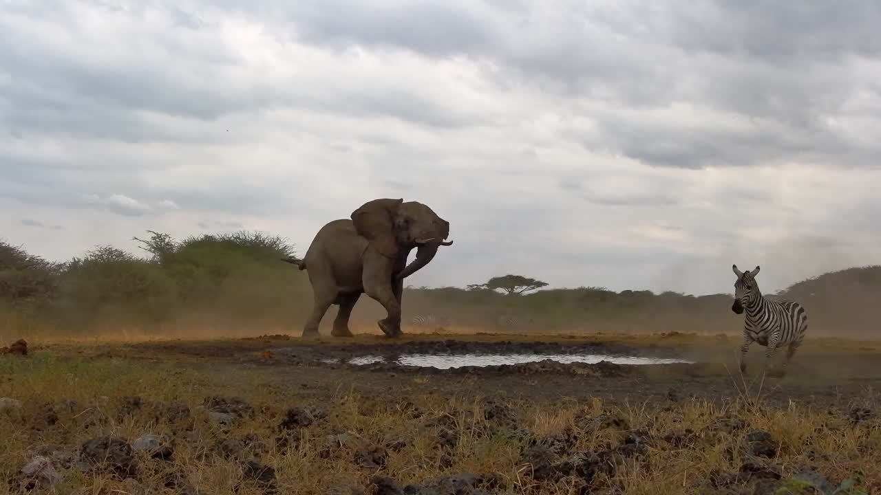 A lone elephant chases a herd of zebras away, ending in a standoff with a single brave zebra