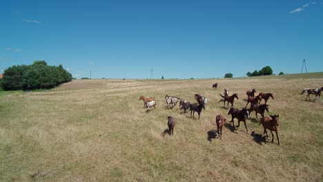 herd of horses run on meadow to camera aerial dolly long shot