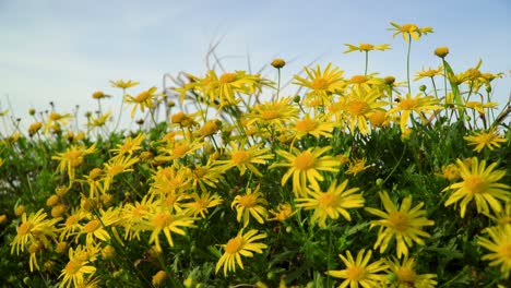 yellow flowers moving slightly relaxing peaceful