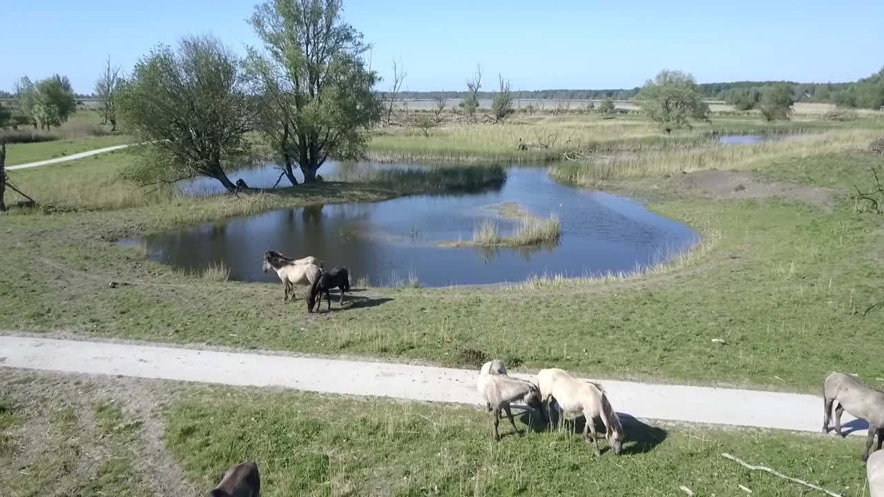 vista aérea de caballos konik salvajes en el parque nacional oostvaarders plassen, flevoland, países bajos