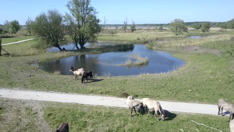 Aerial-view-of-wild-Konik-horses-in-National-Park-Oostvaarders-plassen,-Flevoland,-the-Netherlands