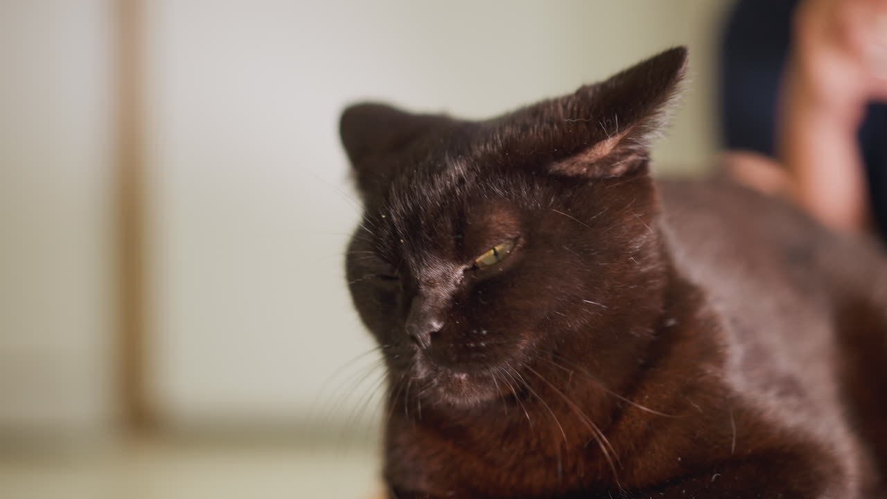 Gatto soriano pacifico che si rilassa in casa durante la mattina. Gatto domestico assonnato che si crogiola al caldo sole in casa. Felino nero rilassato che giace pacificamente sul pavimento mentre la luce del sole filtra dalla finestra.
