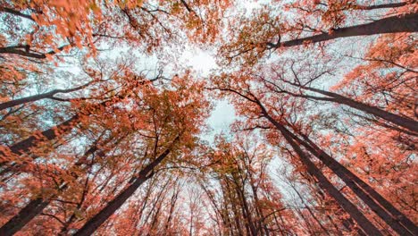 A-beautiful-autumn-view-from-the-Hvezda-park-in-Prague