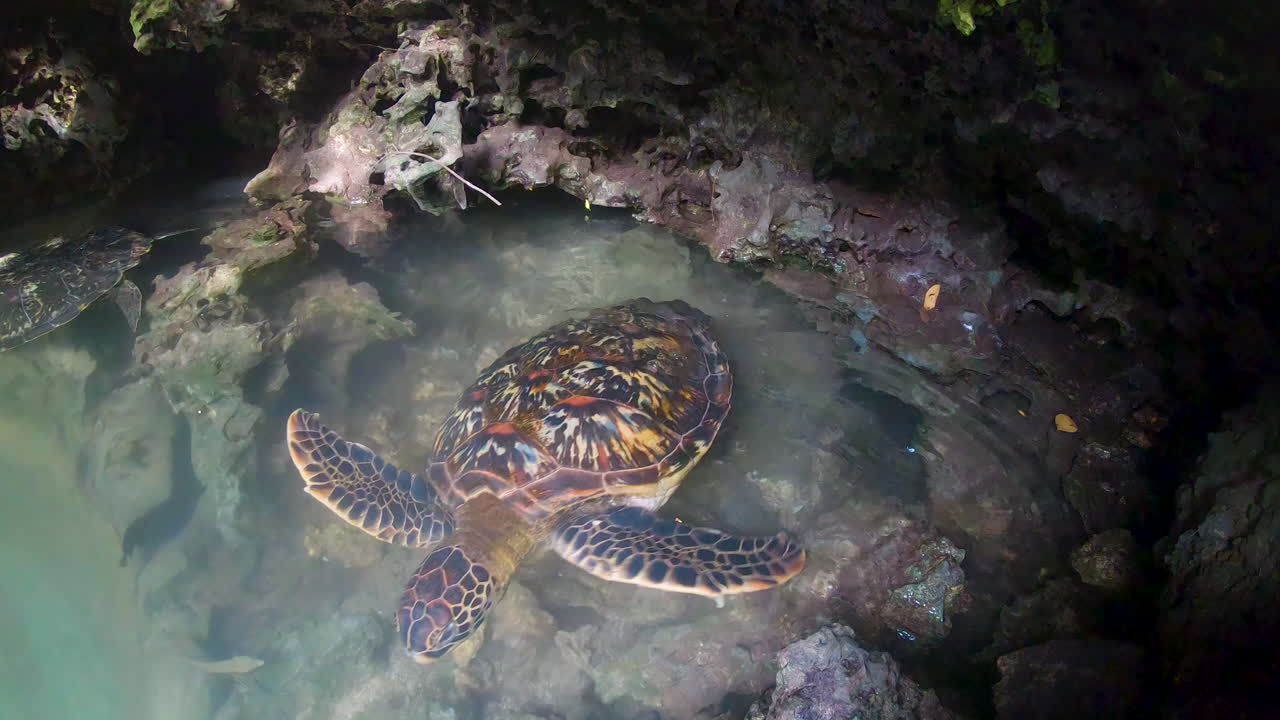 Green sea turtle with colorful shell swimming in cave lagoon