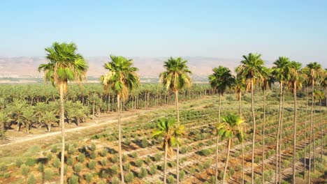 tall palm trees grow on a palm tree plantation with the high mountains in the background in the spring valley in northern israel on a sunny summer day