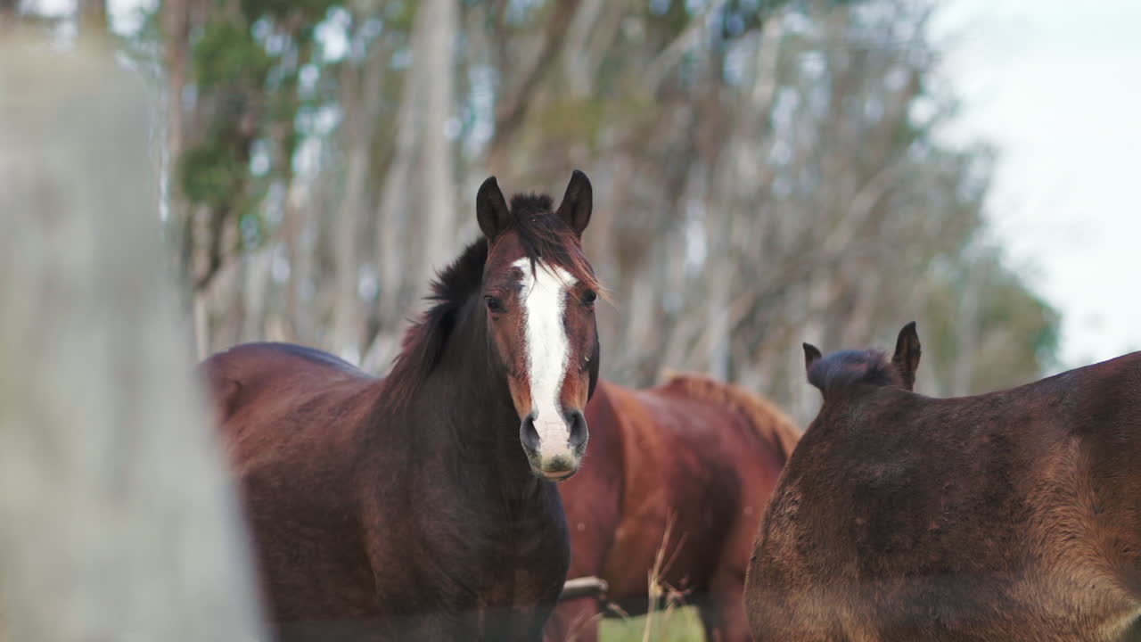 caballo marrón oscuro mira hacia fuera con curiosidad músculos flexionantes, poste de valla en primer plano