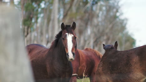 Dark-brown-horse-stares-out-with-curiousity-flexing-muscles,-fencepost-in-foreground